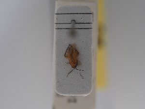  ( - BGE_ZSM_HET_0736)  @11 [ ] by-nc-sa (2024) SNSB, Staatliche Naturwissenschaftliche Sammlungen Bayerns ZSM (SNSB, Zoologische Staatssammlung Muenchen)
