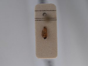  ( - BGE_ZSM_HET_0737)  @11 [ ] by-nc-sa (2024) SNSB, Staatliche Naturwissenschaftliche Sammlungen Bayerns ZSM (SNSB, Zoologische Staatssammlung Muenchen)