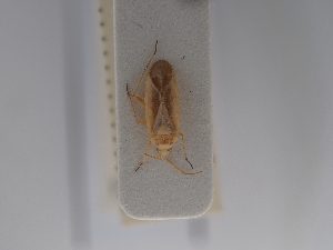  ( - BGE_ZSM_HET_0738)  @11 [ ] by-nc-sa (2024) SNSB, Staatliche Naturwissenschaftliche Sammlungen Bayerns ZSM (SNSB, Zoologische Staatssammlung Muenchen)