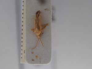  ( - BGE_ZSM_HET_0739)  @11 [ ] by-nc-sa (2024) SNSB, Staatliche Naturwissenschaftliche Sammlungen Bayerns ZSM (SNSB, Zoologische Staatssammlung Muenchen)