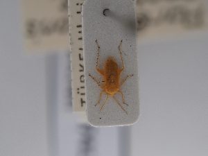  (Paredrocoris - BGE_ZSM_HET_0741)  @11 [ ] by-nc-sa (2024) SNSB, Staatliche Naturwissenschaftliche Sammlungen Bayerns ZSM (SNSB, Zoologische Staatssammlung Muenchen)