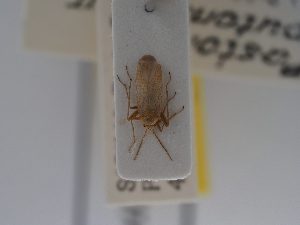  (Pastocoris - BGE_ZSM_HET_0747)  @11 [ ] by-nc-sa (2024) SNSB, Staatliche Naturwissenschaftliche Sammlungen Bayerns ZSM (SNSB, Zoologische Staatssammlung Muenchen)