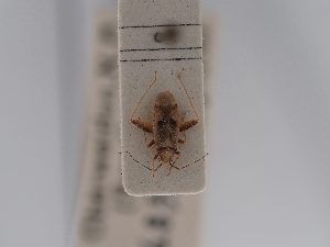  ( - BGE_ZSM_HET_0764)  @11 [ ] by-nc-sa (2025) SNSB, Staatliche Naturwissenschaftliche Sammlungen Bayerns ZSM (SNSB, Zoologische Staatssammlung Muenchen)