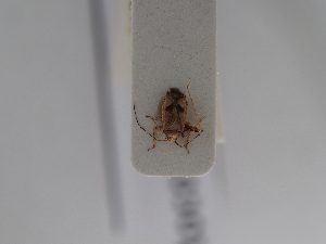  ( - BGE_ZSM_HET_0765)  @11 [ ] by-nc-sa (2025) SNSB, Staatliche Naturwissenschaftliche Sammlungen Bayerns ZSM (SNSB, Zoologische Staatssammlung Muenchen)