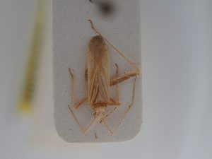  ( - BGE_ZSM_HET_0774)  @11 [ ] by-nc-sa (2025) SNSB, Staatliche Naturwissenschaftliche Sammlungen Bayerns ZSM (SNSB, Zoologische Staatssammlung Muenchen)