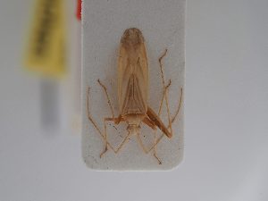  ( - BGE_ZSM_HET_0775)  @11 [ ] by-nc-sa (2025) SNSB, Staatliche Naturwissenschaftliche Sammlungen Bayerns ZSM (SNSB, Zoologische Staatssammlung Muenchen)