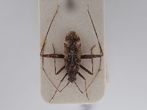  ( - BGE_ZSM_HET_0784)  @11 [ ] by-nc-sa (2025) SNSB, Staatliche Naturwissenschaftliche Sammlungen Bayerns ZSM (SNSB, Zoologische Staatssammlung Muenchen)