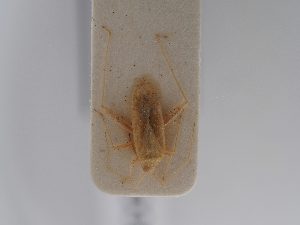  ( - BGE_ZSM_HET_0786)  @11 [ ] by-nc-sa (2025) SNSB, Staatliche Naturwissenschaftliche Sammlungen Bayerns ZSM (SNSB, Zoologische Staatssammlung Muenchen)