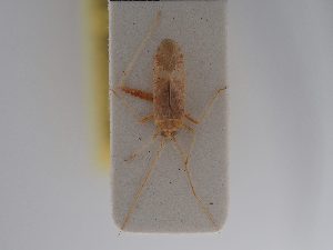  ( - BGE_ZSM_HET_0788)  @11 [ ] by-nc-sa (2025) SNSB, Staatliche Naturwissenschaftliche Sammlungen Bayerns ZSM (SNSB, Zoologische Staatssammlung Muenchen)