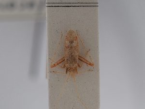  ( - BGE_ZSM_HET_0789)  @11 [ ] by-nc-sa (2025) SNSB, Staatliche Naturwissenschaftliche Sammlungen Bayerns ZSM (SNSB, Zoologische Staatssammlung Muenchen)