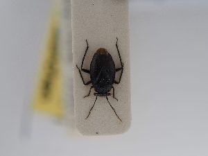  (Piezocranum - BGE_ZSM_HET_0790)  @11 [ ] by-nc-sa (2025) SNSB, Staatliche Naturwissenschaftliche Sammlungen Bayerns ZSM (SNSB, Zoologische Staatssammlung Muenchen)