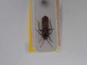  ( - BGE_ZSM_HET_0795)  @11 [ ] by-nc-sa (2025) SNSB, Staatliche Naturwissenschaftliche Sammlungen Bayerns ZSM (SNSB, Zoologische Staatssammlung Muenchen)