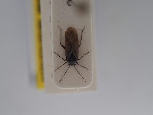  ( - BGE_ZSM_HET_0796)  @11 [ ] by-nc-sa (2025) SNSB, Staatliche Naturwissenschaftliche Sammlungen Bayerns ZSM (SNSB, Zoologische Staatssammlung Muenchen)