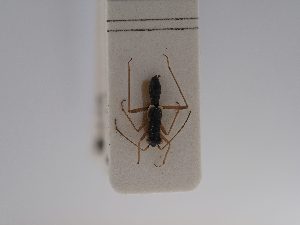  ( - BGE_ZSM_HET_0799)  @11 [ ] by-nc-sa (2025) SNSB, Staatliche Naturwissenschaftliche Sammlungen Bayerns ZSM (SNSB, Zoologische Staatssammlung Muenchen)