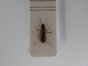  ( - BGE_ZSM_HET_0800)  @11 [ ] by-nc-sa (2025) SNSB, Staatliche Naturwissenschaftliche Sammlungen Bayerns ZSM (SNSB, Zoologische Staatssammlung Muenchen)