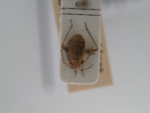  ( - BGE_ZSM_HET_0804)  @11 [ ] by-nc-sa (2025) SNSB, Staatliche Naturwissenschaftliche Sammlungen Bayerns ZSM (SNSB, Zoologische Staatssammlung Muenchen)