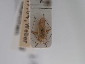  ( - BGE_ZSM_HET_0805)  @11 [ ] by-nc-sa (2025) SNSB, Staatliche Naturwissenschaftliche Sammlungen Bayerns ZSM (SNSB, Zoologische Staatssammlung Muenchen)