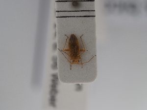 (Platycranus bicolor - BGE_ZSM_HET_0807)  @11 [ ] by-nc-sa (2025) SNSB, Staatliche Naturwissenschaftliche Sammlungen Bayerns ZSM (SNSB, Zoologische Staatssammlung Muenchen)