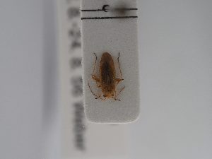  ( - BGE_ZSM_HET_0808)  @11 [ ] by-nc-sa (2025) SNSB, Staatliche Naturwissenschaftliche Sammlungen Bayerns ZSM (SNSB, Zoologische Staatssammlung Muenchen)