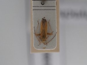  (Platycranus metriorrhynchus - BGE_ZSM_HET_0809)  @11 [ ] by-nc-sa (2025) SNSB, Staatliche Naturwissenschaftliche Sammlungen Bayerns ZSM (SNSB, Zoologische Staatssammlung Muenchen)