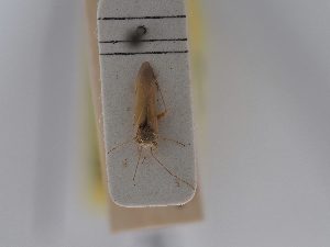  ( - BGE_ZSM_HET_0810)  @11 [ ] by-nc-sa (2025) SNSB, Staatliche Naturwissenschaftliche Sammlungen Bayerns ZSM (SNSB, Zoologische Staatssammlung Muenchen)