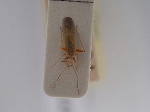  ( - BGE_ZSM_HET_0811)  @11 [ ] by-nc-sa (2025) SNSB, Staatliche Naturwissenschaftliche Sammlungen Bayerns ZSM (SNSB, Zoologische Staatssammlung Muenchen)
