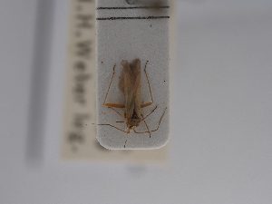  (Platycranus minutus - BGE_ZSM_HET_0812)  @11 [ ] by-nc-sa (2025) SNSB, Staatliche Naturwissenschaftliche Sammlungen Bayerns ZSM (SNSB, Zoologische Staatssammlung Muenchen)