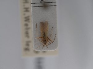  ( - BGE_ZSM_HET_0813)  @11 [ ] by-nc-sa (2025) SNSB, Staatliche Naturwissenschaftliche Sammlungen Bayerns ZSM (SNSB, Zoologische Staatssammlung Muenchen)