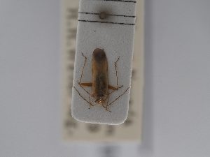  ( - BGE_ZSM_HET_0814)  @11 [ ] by-nc-sa (2025) SNSB, Staatliche Naturwissenschaftliche Sammlungen Bayerns ZSM (SNSB, Zoologische Staatssammlung Muenchen)