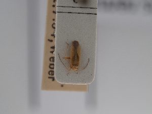  ( - BGE_ZSM_HET_0815)  @11 [ ] by-nc-sa (2025) SNSB, Staatliche Naturwissenschaftliche Sammlungen Bayerns ZSM (SNSB, Zoologische Staatssammlung Muenchen)