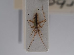  (Platycranus erberi - BGE_ZSM_HET_0817)  @11 [ ] by-nc-sa (2025) SNSB, Staatliche Naturwissenschaftliche Sammlungen Bayerns ZSM (SNSB, Zoologische Staatssammlung Muenchen)