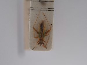  ( - BGE_ZSM_HET_0818)  @11 [ ] by-nc-sa (2025) SNSB, Staatliche Naturwissenschaftliche Sammlungen Bayerns ZSM (SNSB, Zoologische Staatssammlung Muenchen)