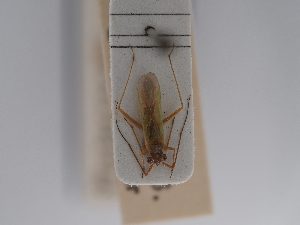  ( - BGE_ZSM_HET_0819)  @11 [ ] by-nc-sa (2025) SNSB, Staatliche Naturwissenschaftliche Sammlungen Bayerns ZSM (SNSB, Zoologische Staatssammlung Muenchen)
