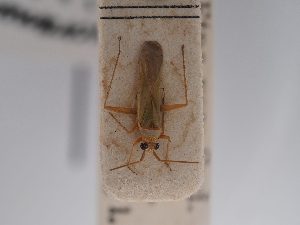  (Platycranus hartigi - BGE_ZSM_HET_0820)  @11 [ ] by-nc-sa (2025) SNSB, Staatliche Naturwissenschaftliche Sammlungen Bayerns ZSM (SNSB, Zoologische Staatssammlung Muenchen)