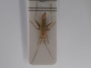  (Platycranus lindbergi - BGE_ZSM_HET_0821)  @11 [ ] by-nc-sa (2025) SNSB, Staatliche Naturwissenschaftliche Sammlungen Bayerns ZSM (SNSB, Zoologische Staatssammlung Muenchen)