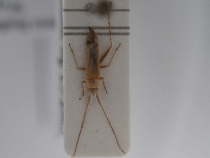  ( - BGE_ZSM_HET_0822)  @11 [ ] by-nc-sa (2025) SNSB, Staatliche Naturwissenschaftliche Sammlungen Bayerns ZSM (SNSB, Zoologische Staatssammlung Muenchen)