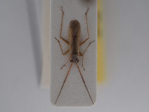  (Platycranus putoni - BGE_ZSM_HET_0823)  @11 [ ] by-nc-sa (2025) SNSB, Staatliche Naturwissenschaftliche Sammlungen Bayerns ZSM (SNSB, Zoologische Staatssammlung Muenchen)