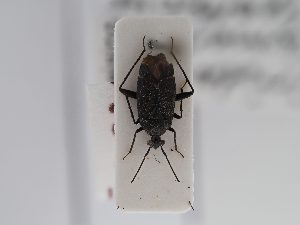  (Polymerus carpathicus - BGE_ZSM_HET_0826)  @11 [ ] by-nc-sa (2025) SNSB, Staatliche Naturwissenschaftliche Sammlungen Bayerns ZSM (SNSB, Zoologische Staatssammlung Muenchen)