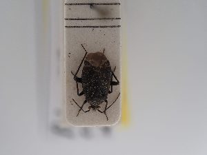  ( - BGE_ZSM_HET_0827)  @11 [ ] by-nc-sa (2025) SNSB, Staatliche Naturwissenschaftliche Sammlungen Bayerns ZSM (SNSB, Zoologische Staatssammlung Muenchen)