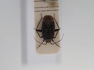  ( - BGE_ZSM_HET_0828)  @11 [ ] by-nc-sa (2025) SNSB, Staatliche Naturwissenschaftliche Sammlungen Bayerns ZSM (SNSB, Zoologische Staatssammlung Muenchen)