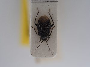  ( - BGE_ZSM_HET_0829)  @11 [ ] by-nc-sa (2025) SNSB, Staatliche Naturwissenschaftliche Sammlungen Bayerns ZSM (SNSB, Zoologische Staatssammlung Muenchen)