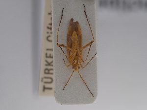  (Pronototropis - BGE_ZSM_HET_0833)  @11 [ ] by-nc-sa (2025) SNSB, Staatliche Naturwissenschaftliche Sammlungen Bayerns ZSM (SNSB, Zoologische Staatssammlung Muenchen)