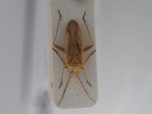  ( - BGE_ZSM_HET_0834)  @11 [ ] by-nc-sa (2025) SNSB, Staatliche Naturwissenschaftliche Sammlungen Bayerns ZSM (SNSB, Zoologische Staatssammlung Muenchen)