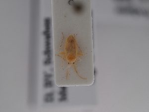  (Psallodema - BGE_ZSM_HET_0835)  @11 [ ] by-nc-sa (2025) SNSB, Staatliche Naturwissenschaftliche Sammlungen Bayerns ZSM (SNSB, Zoologische Staatssammlung Muenchen)