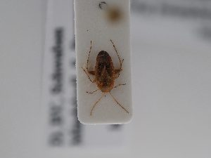  ( - BGE_ZSM_HET_0840)  @11 [ ] by-nc-sa (2025) SNSB, Staatliche Naturwissenschaftliche Sammlungen Bayerns ZSM (SNSB, Zoologische Staatssammlung Muenchen)