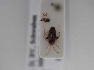  ( - BGE_ZSM_HET_0841)  @11 [ ] by-nc-sa (2025) SNSB, Staatliche Naturwissenschaftliche Sammlungen Bayerns ZSM (SNSB, Zoologische Staatssammlung Muenchen)