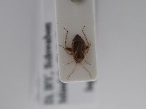  ( - BGE_ZSM_HET_0842)  @11 [ ] by-nc-sa (2025) SNSB, Staatliche Naturwissenschaftliche Sammlungen Bayerns ZSM (SNSB, Zoologische Staatssammlung Muenchen)
