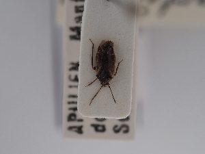  ( - BGE_ZSM_HET_0843)  @11 [ ] by-nc-sa (2025) SNSB, Staatliche Naturwissenschaftliche Sammlungen Bayerns ZSM (SNSB, Zoologische Staatssammlung Muenchen)