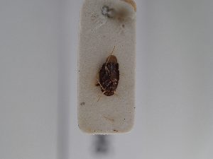  ( - BGE_ZSM_HET_0846)  @11 [ ] by-nc-sa (2025) SNSB, Staatliche Naturwissenschaftliche Sammlungen Bayerns ZSM (SNSB, Zoologische Staatssammlung Muenchen)