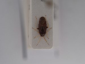  ( - BGE_ZSM_HET_0847)  @11 [ ] by-nc-sa (2025) SNSB, Staatliche Naturwissenschaftliche Sammlungen Bayerns ZSM (SNSB, Zoologische Staatssammlung Muenchen)